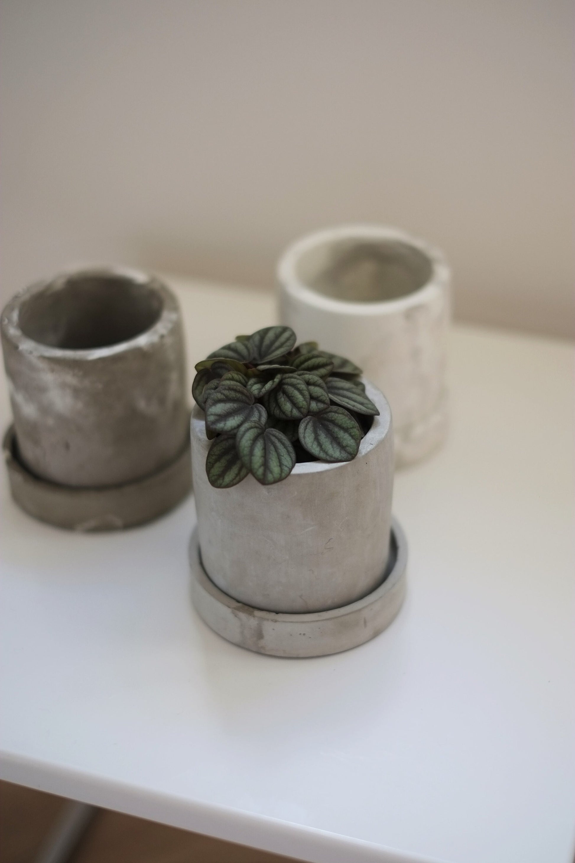 Concrete Plant Pot | Cactus | Succulent | Planter | Monochrome Planter | Boho Decor | Boho Plant Pot