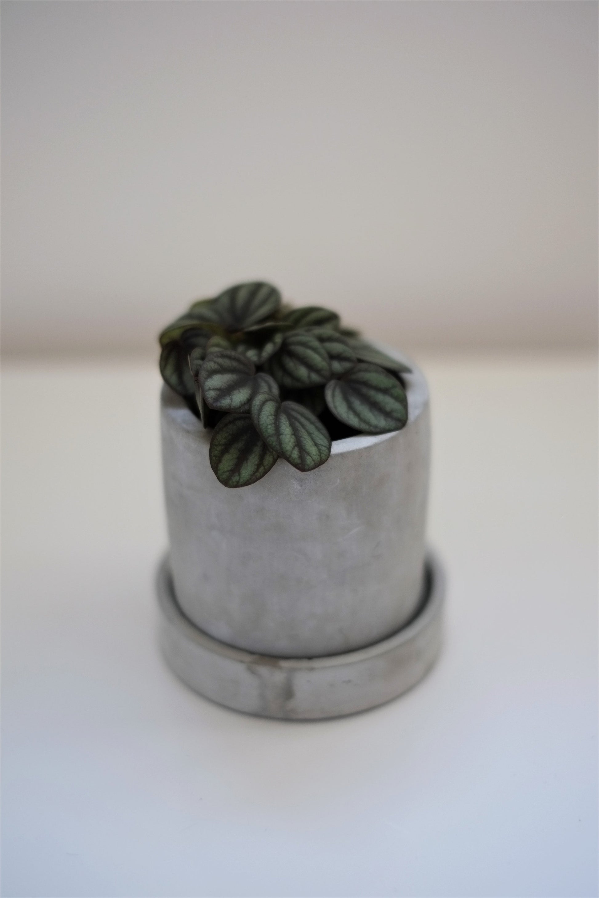 Concrete Plant Pot | Cactus | Succulent | Planter | Monochrome Planter | Boho Decor | Boho Plant Pot