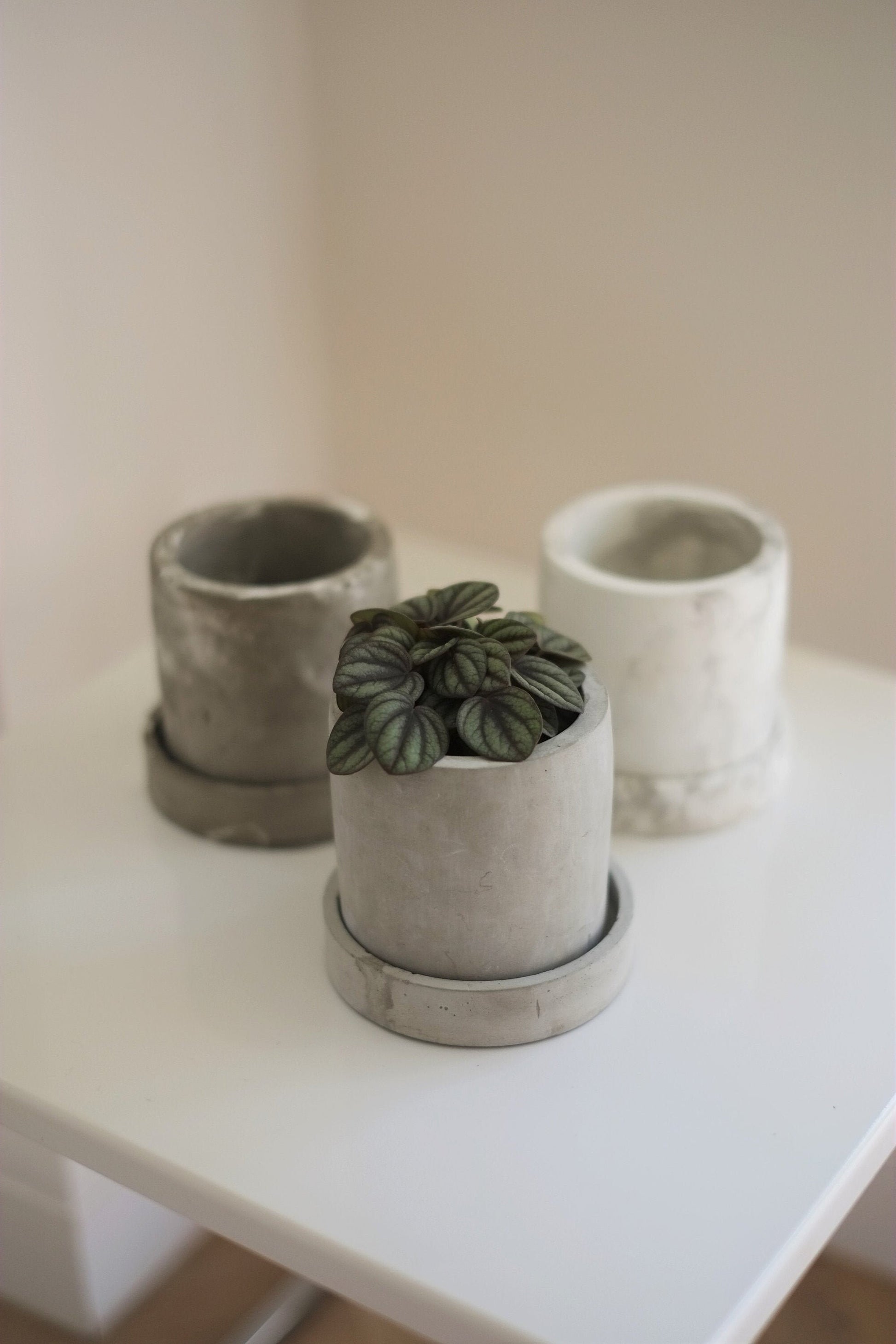 Concrete Plant Pot | Cactus | Succulent | Planter | Monochrome Planter | Boho Decor | Boho Plant Pot