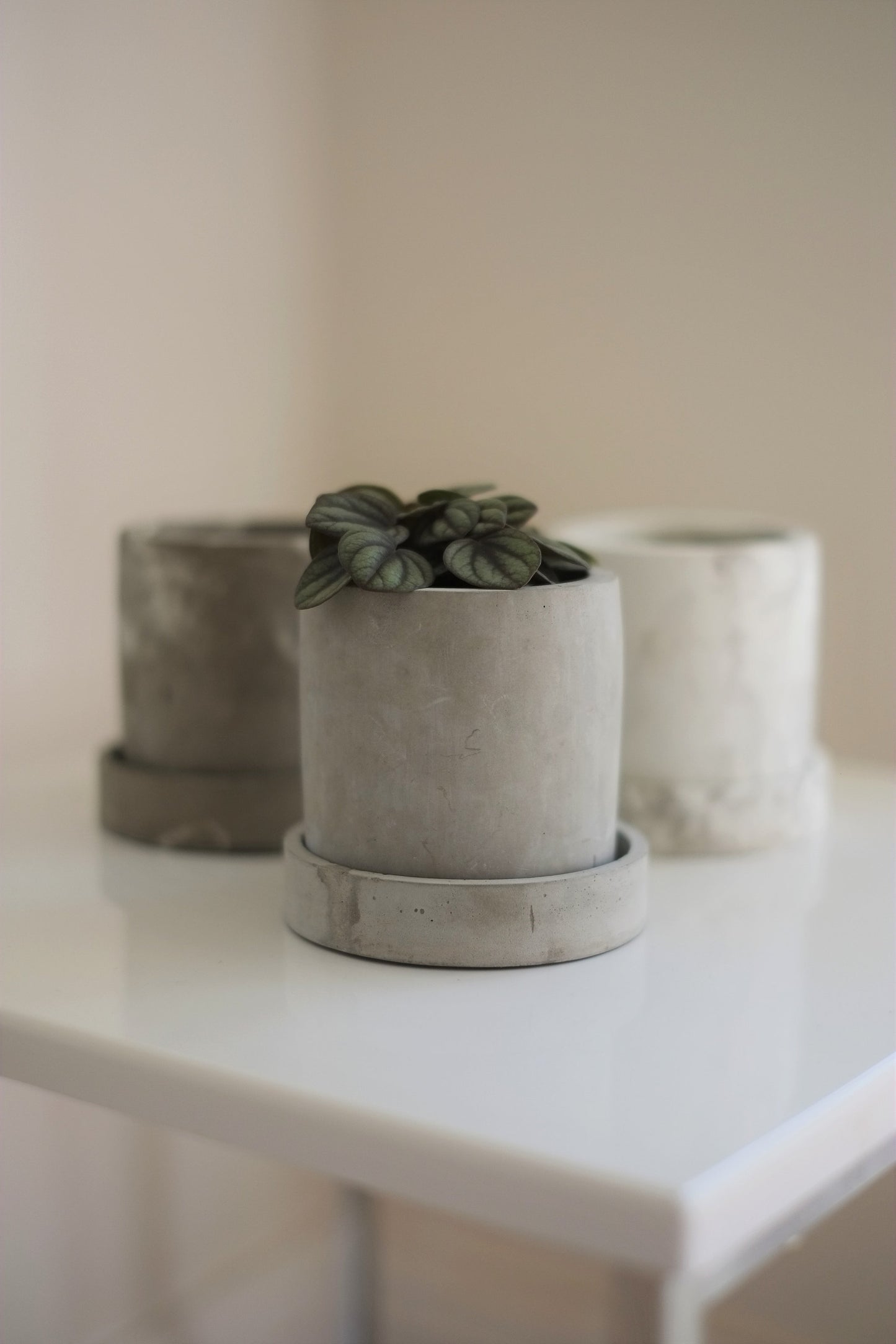 Concrete Plant Pot | Cactus | Succulent | Planter | Monochrome Planter | Boho Decor | Boho Plant Pot