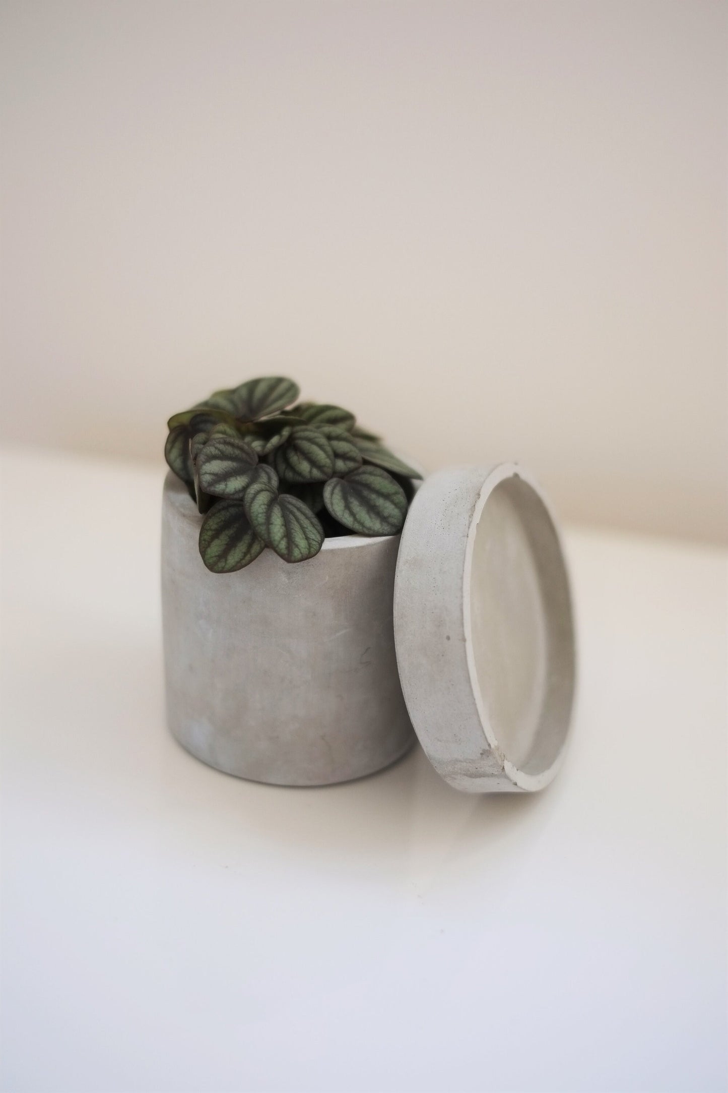 Concrete Plant Pot | Cactus | Succulent | Planter | Monochrome Planter | Boho Decor | Boho Plant Pot