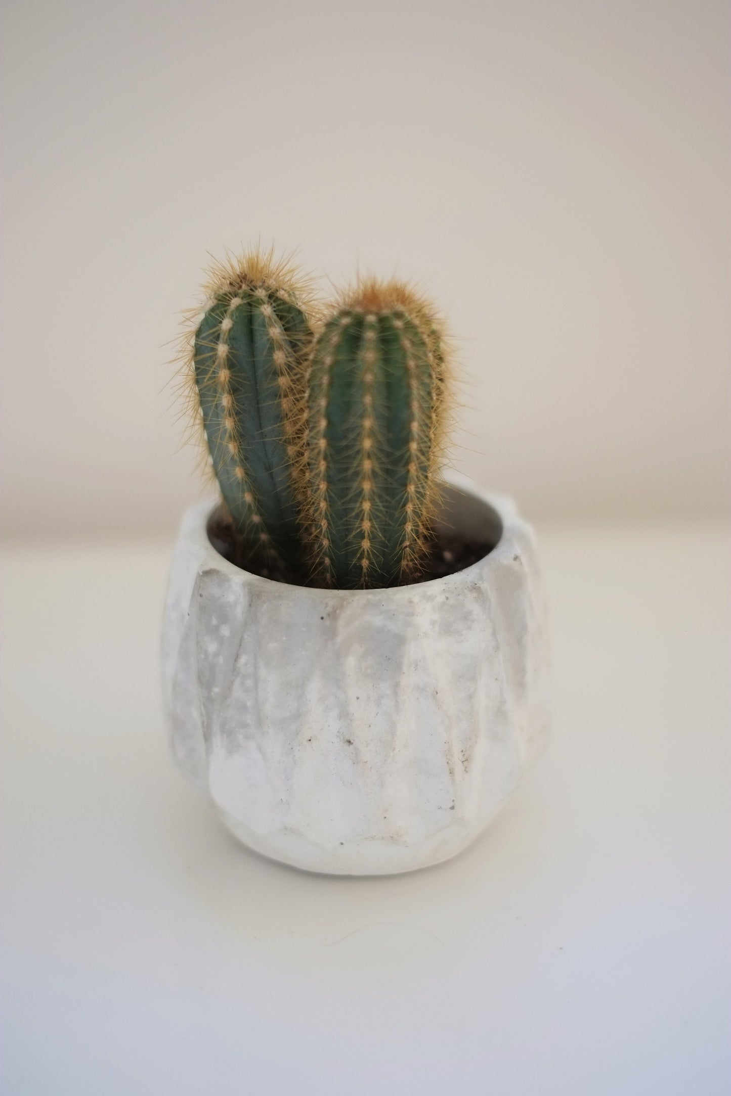 Concrete Geometric Plant Pot | Cactus | Succulent | Planter | Monochrome Planter | Boho Decor | Boho Plant Pot