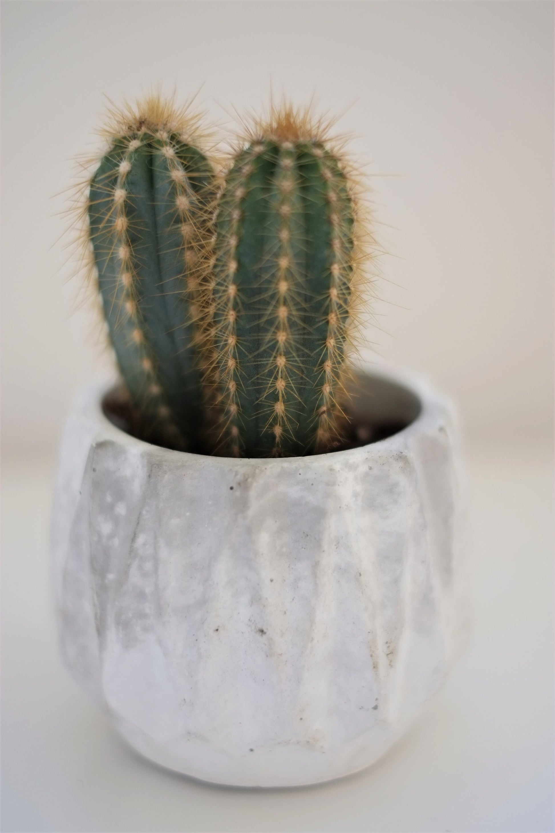 Concrete Geometric Plant Pot | Cactus | Succulent | Planter | Monochrome Planter | Boho Decor | Boho Plant Pot