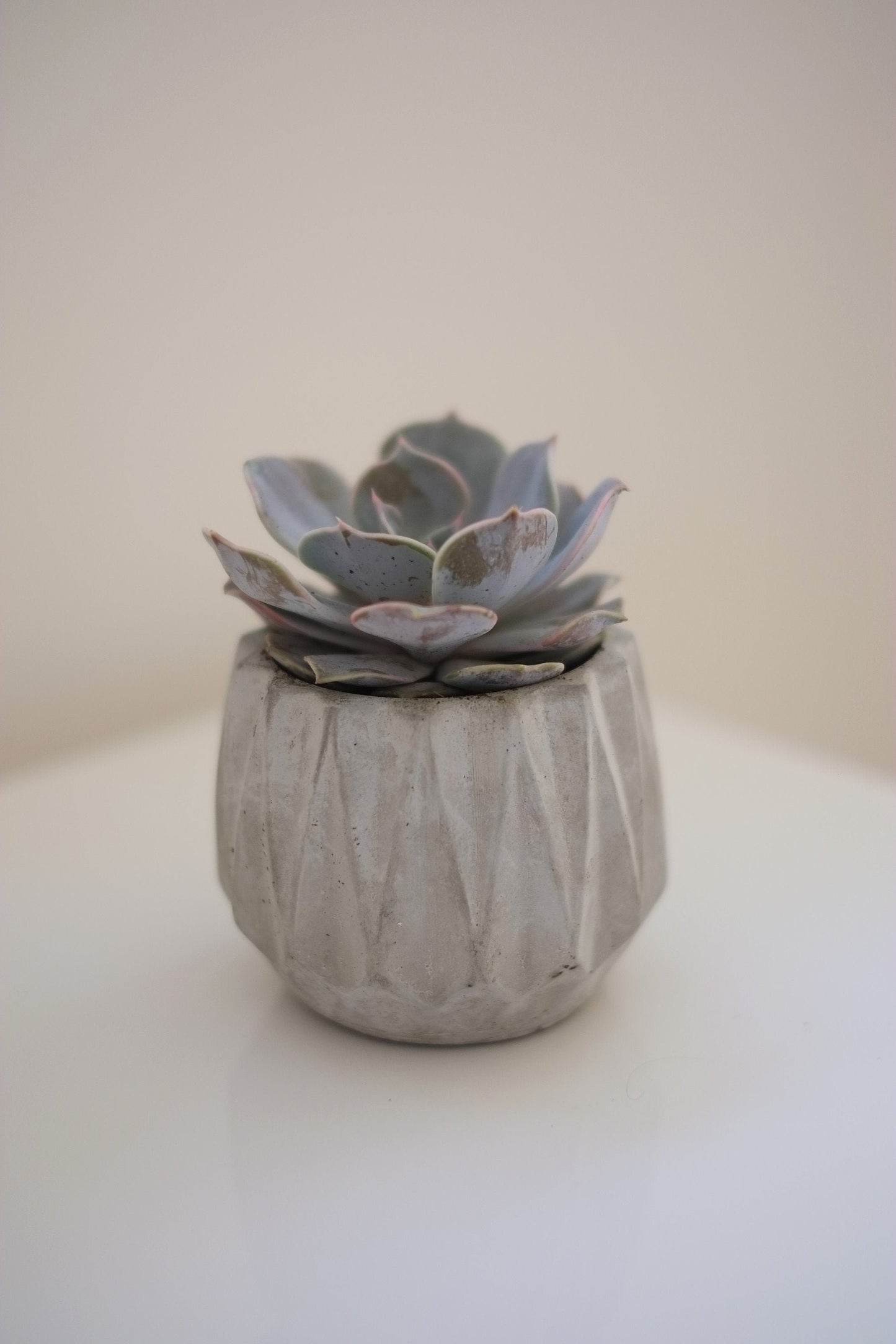 Concrete Geometric Plant Pot | Cactus | Succulent | Planter | Monochrome Planter | Boho Decor | Boho Plant Pot